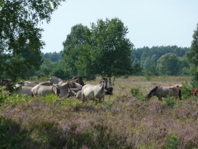 Konikpferde in der Offenlandschaft 