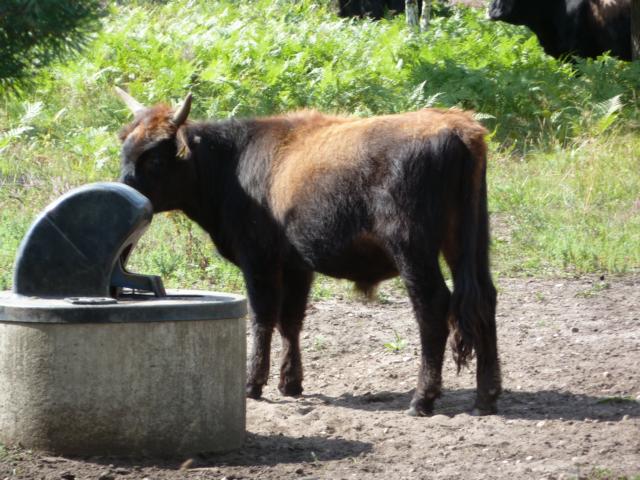 Ein Heckrindkalb an der Tränke 