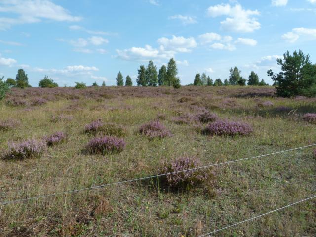 Die offene Heidelandschaft